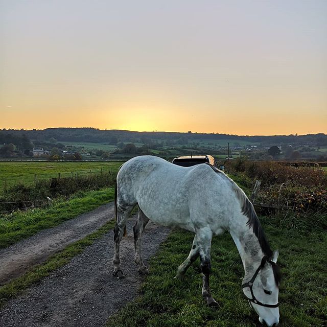 Last client of the day and probably the last of the summer sun โ๏ธ #sunset #horse #equinephysio #topform #cumbria