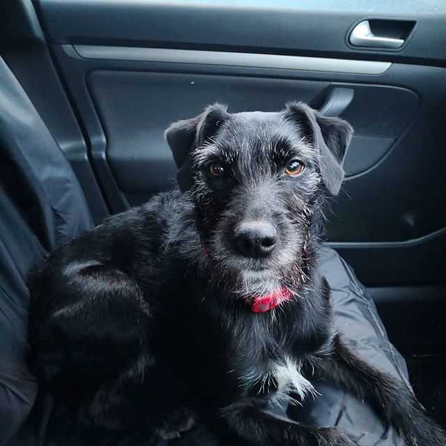 🦴Got some company in the car today 🐾 #teammascot #dogsofinstagram #darceydog