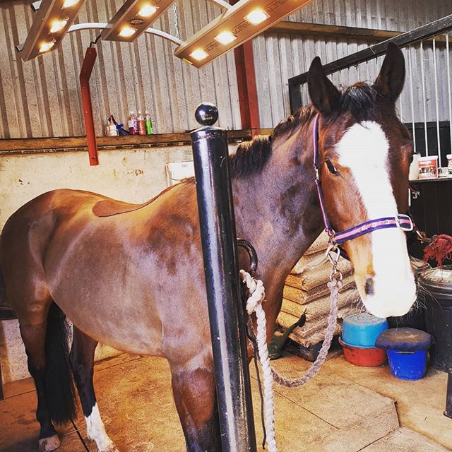 Lucky physio's get to work under the heat lamps on rainy days ☔ 🤗 #spoilt #princesspony #goawayrain #equinephysiotherapy