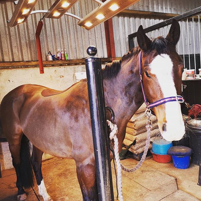 Lucky physio's get to work under the heat lamps on rainy days โ ๐ค #spoilt #princesspony #goawayrain #equinephysiotherapy