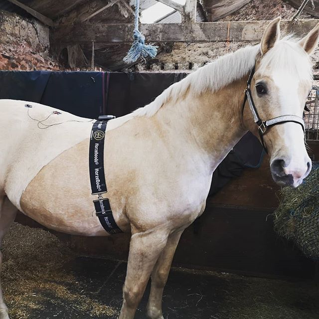 Izzy enjoying some TENS therapy after her physio treatment today @a.m.dressage keeping her on top form 🐴💜👌#equinephysio #dressage #princesspony