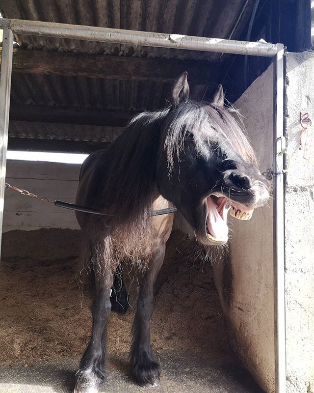 Phew 😅 that was a busy Saturday. Yawning myself now!! Thanks to the Tarn Foot girls for making my day so enjoyable ☺️🐴🤗 #sleepysaturday #equinephysiotherapy #maintenanceiskey