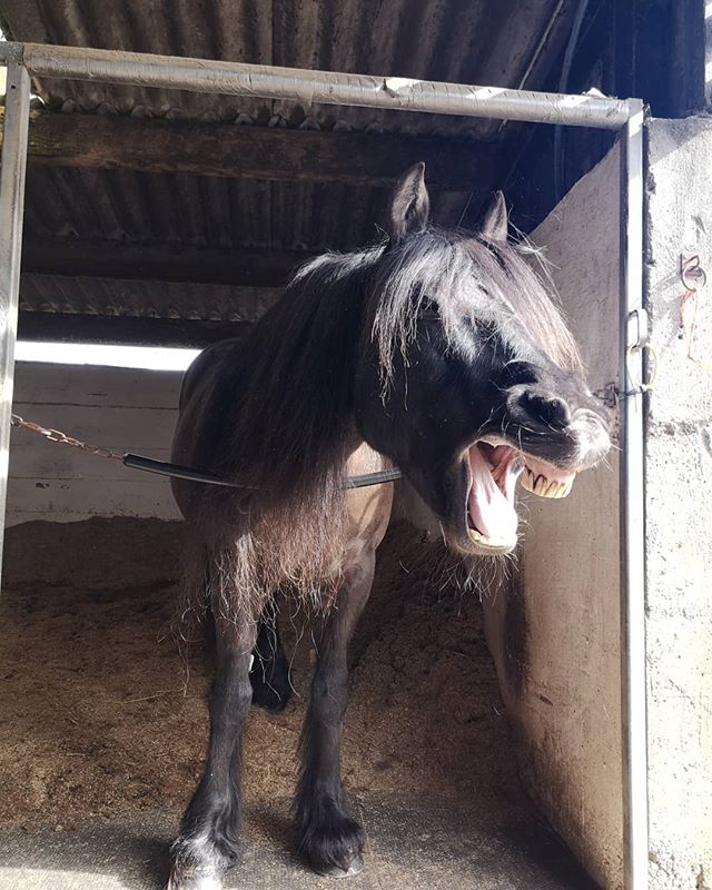Phew ๐
that was a busy Saturday. Yawning myself now!! Thanks to the Tarn Foot girls for making my day so enjoyable โบ๏ธ๐ด๐ค #sleepysaturday #equinephysiotherapy #maintenanceiskey