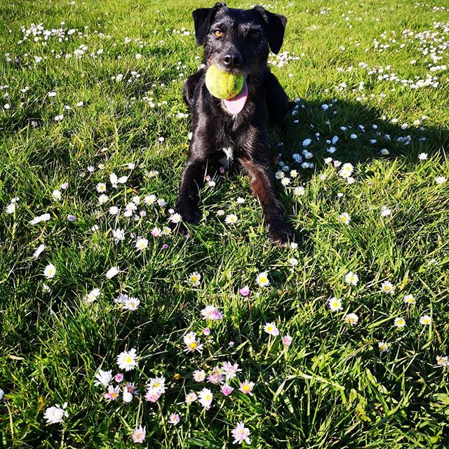 Enjoying a quiet 5 mins between clients with this goofball ๐ถ๐พ #darceydog #teammascot #springsunshine #hotdog