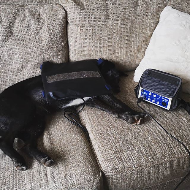 Poor Darcey Dog has done herself an injury and has been limping around all day! Lucky for her her mum's a physio and she has Pulsed Electro Magnetic Field Therapy on tap! ๐ค #pemftherapy #poorlypooch #strictrest #caninephysio