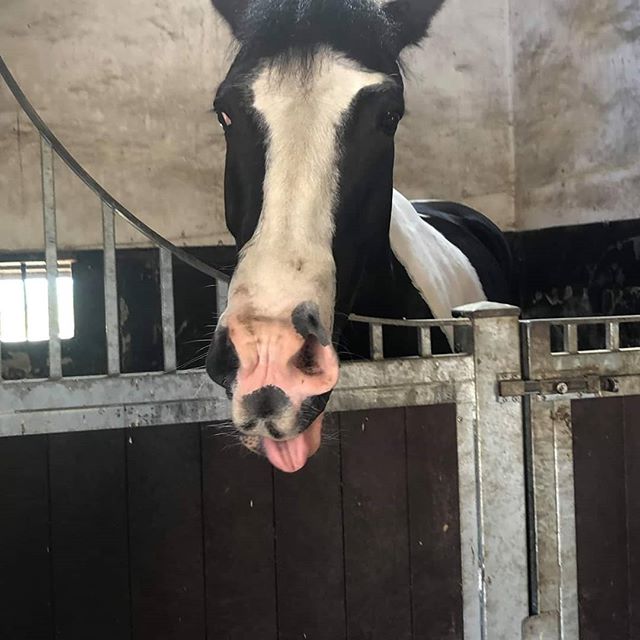 It's a hard life 😅😅😴 #relax #release #equinephysiotherapy #veterinaryphysiotherapy #cumbria