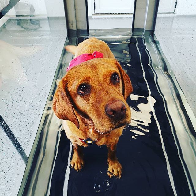 Gorgeous Ruby enjoying some hydrotherapy at Archway Veterinary Practice!! 💦🐶🐾 Hydrotherapy is beneficial to lots of different issues, such as:
✔️hip or elbow dysplasia
✔️ Osteoarthritis
✔️Cruciate ligament injuries
✔️Luxating patellas
✔️Injury reh