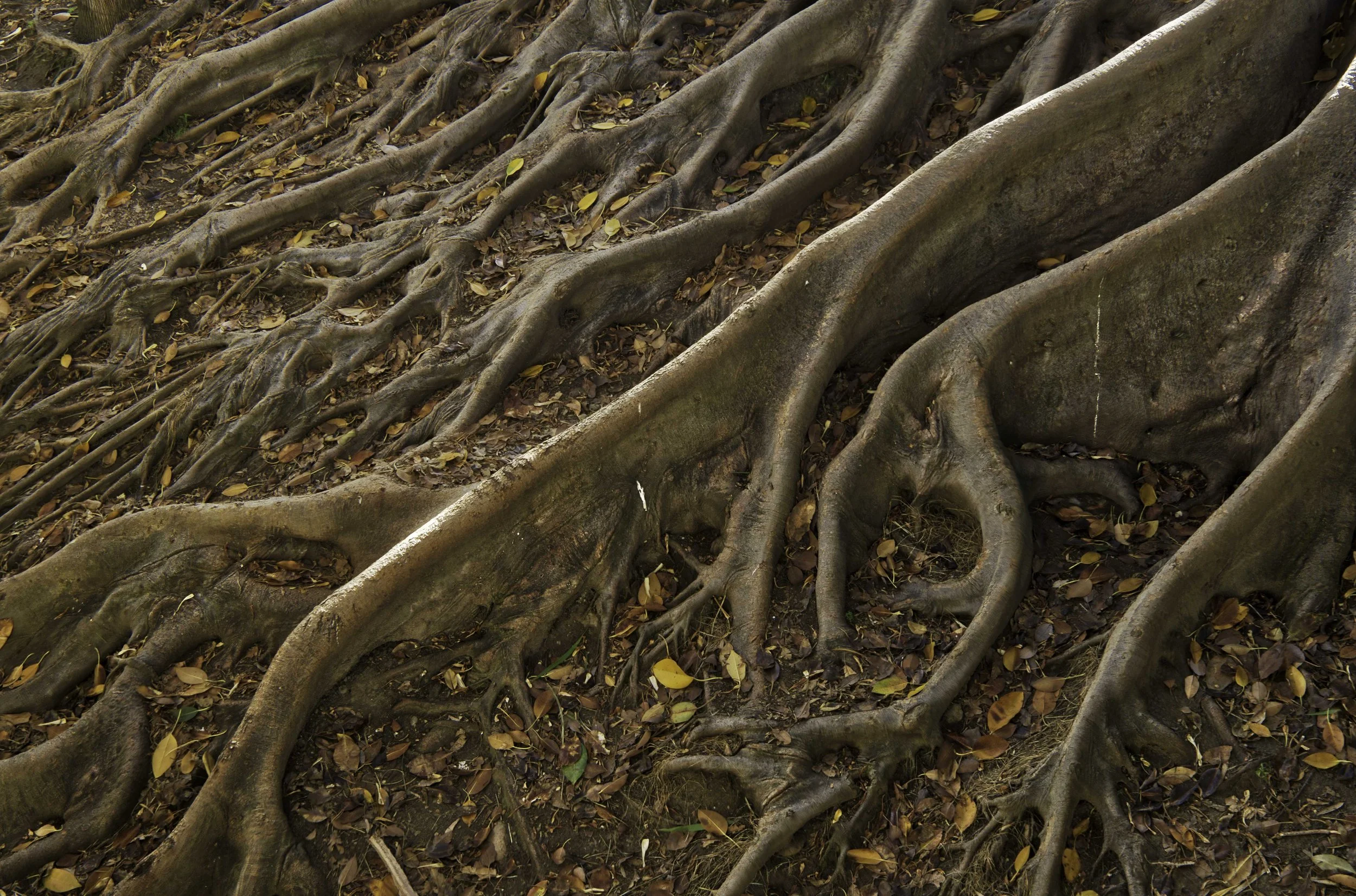 Balboa park tree roots.jpg