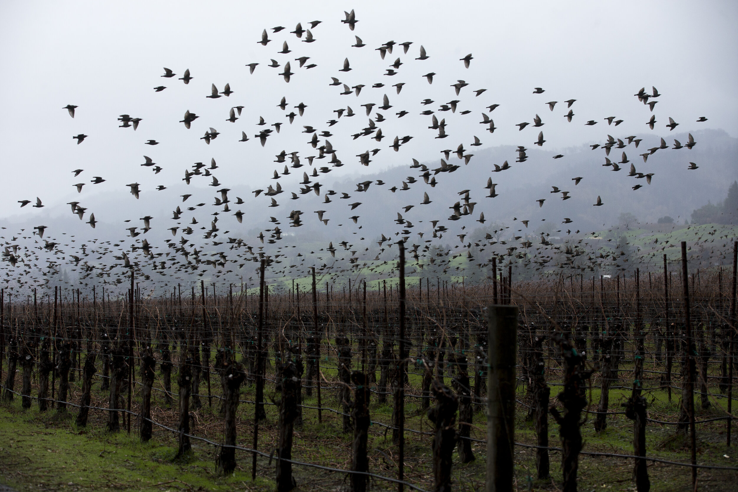  Birds fly over a vineyard in Sonoma Country, California.  