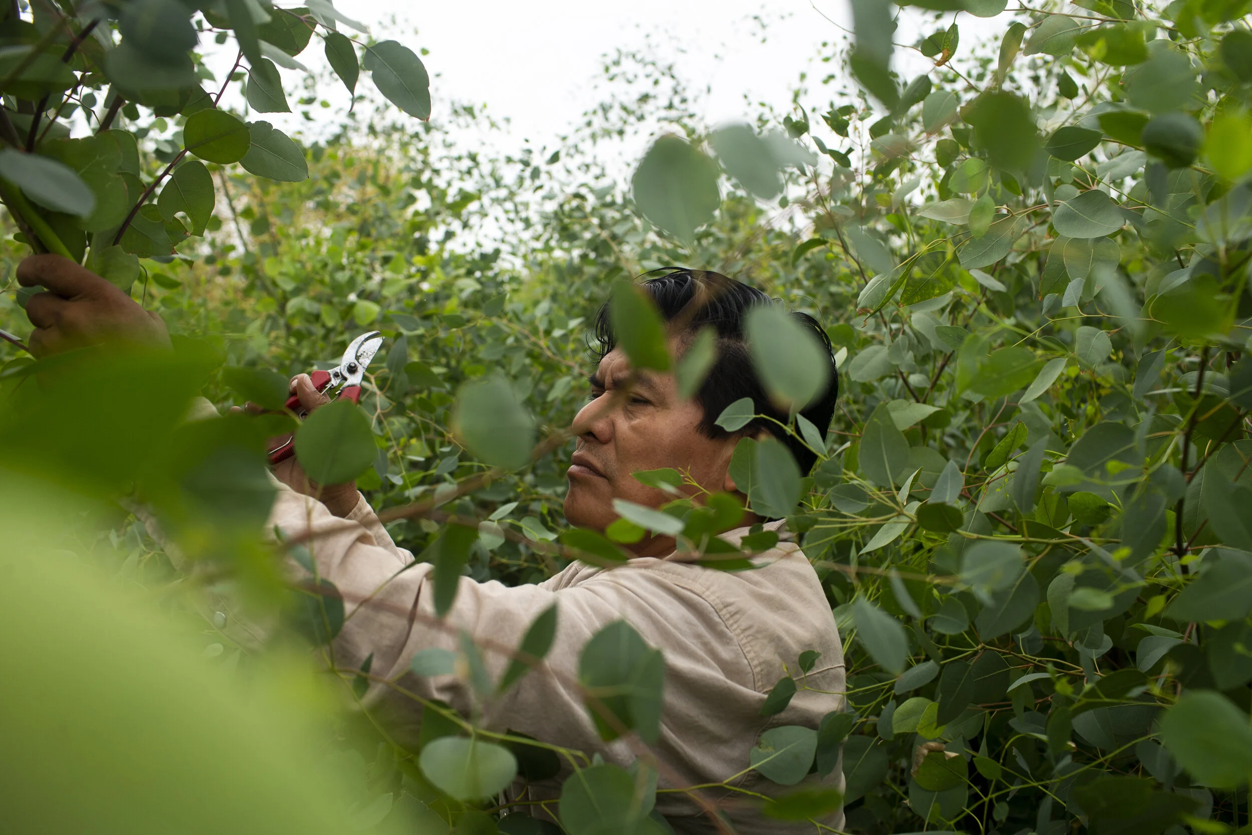  Israel Cruz clips eucalyptus trees at Australian Outback Plantation in Tonopah, Ariz. on Sep. 21, 2020. Australian Outback Plantation services zoos around the United States with plants Koalas eat.      