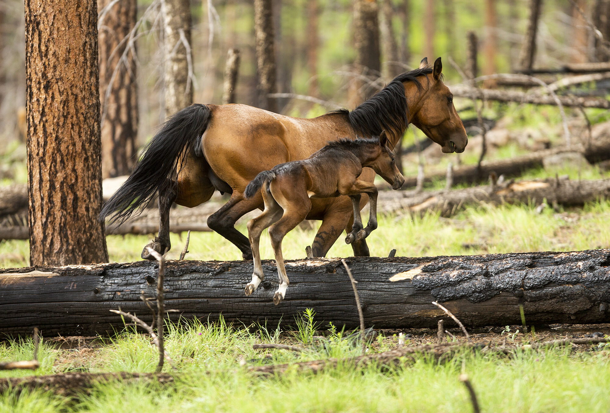  Wild horses forage for grass in the Apache-Sitgreaves National Forest near Buffalo Crossing Campground Ariz. on Aug 14, 2020. 