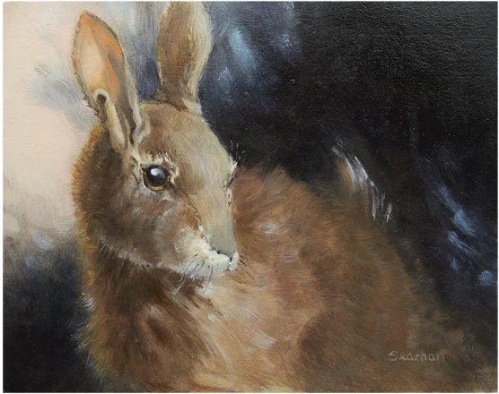 Rabbit Study