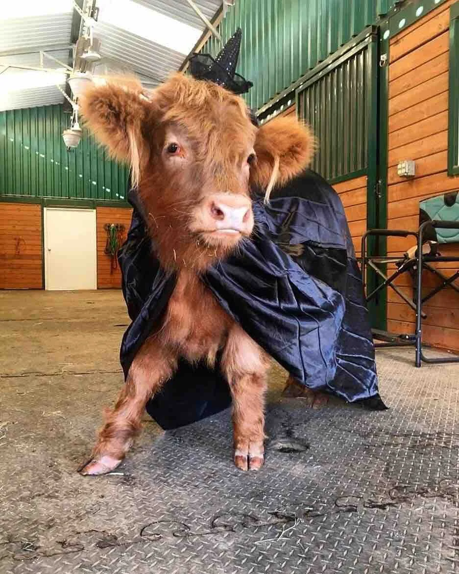 What do you call a cow on Halloween?  A boo-vine! #HappyHalloween #TexasAgricultureMatters 📷: Buckley The Highland Cow