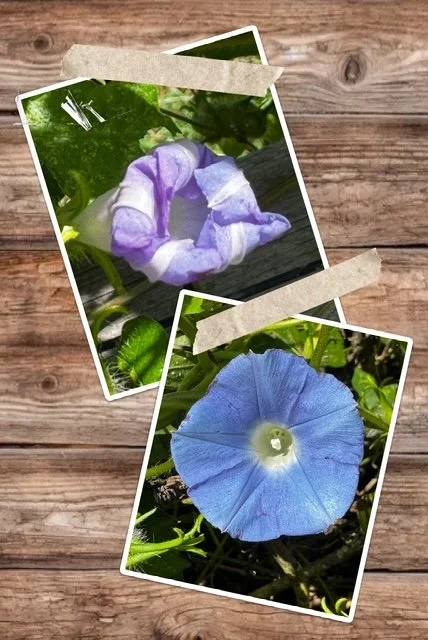                                                                    Morning Glories