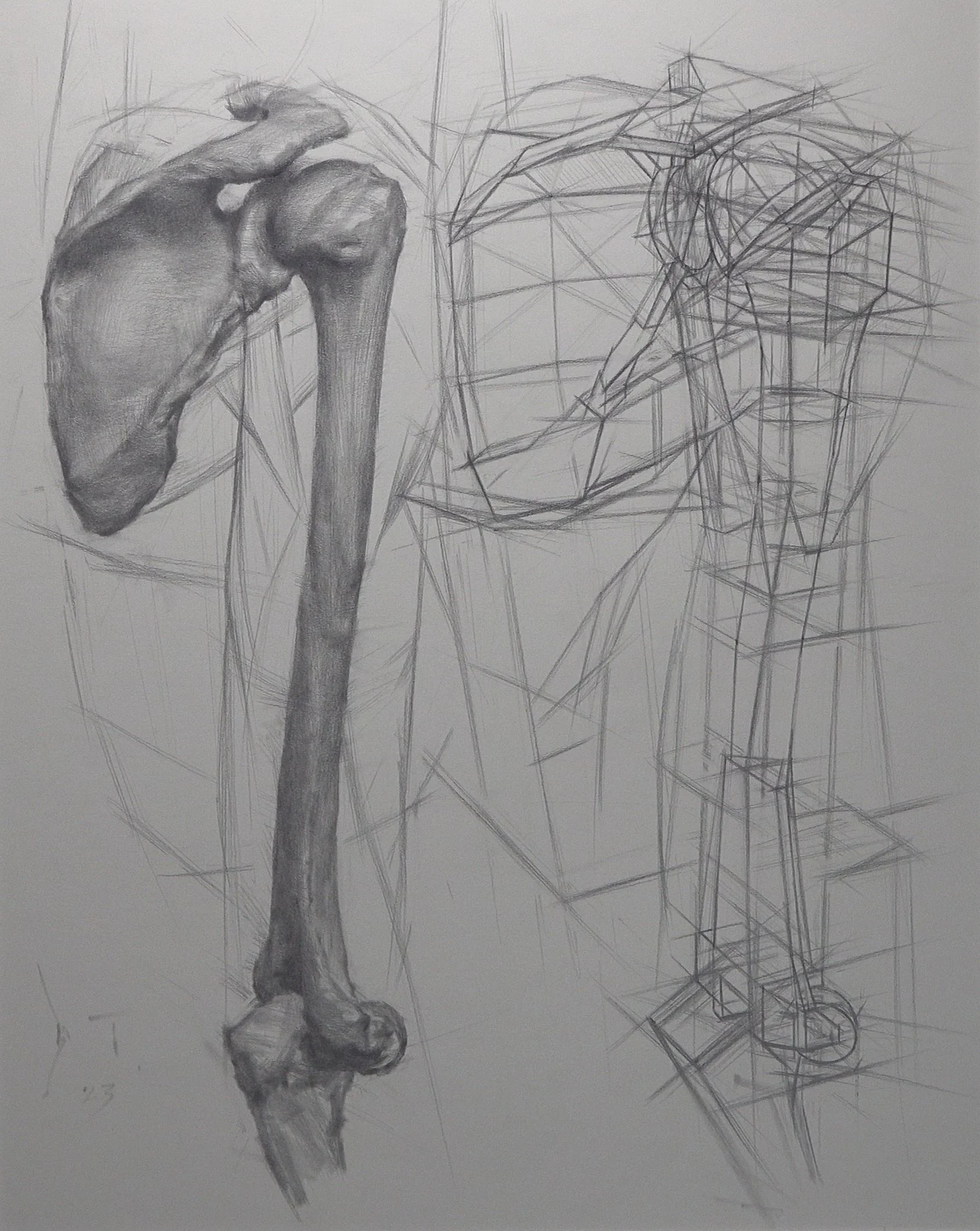 Cat 10 Glenoid.jpg