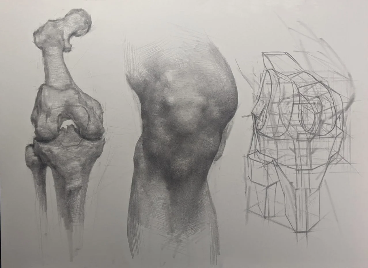 Dan Thompson - Knee Anatomy Drawing.jpg