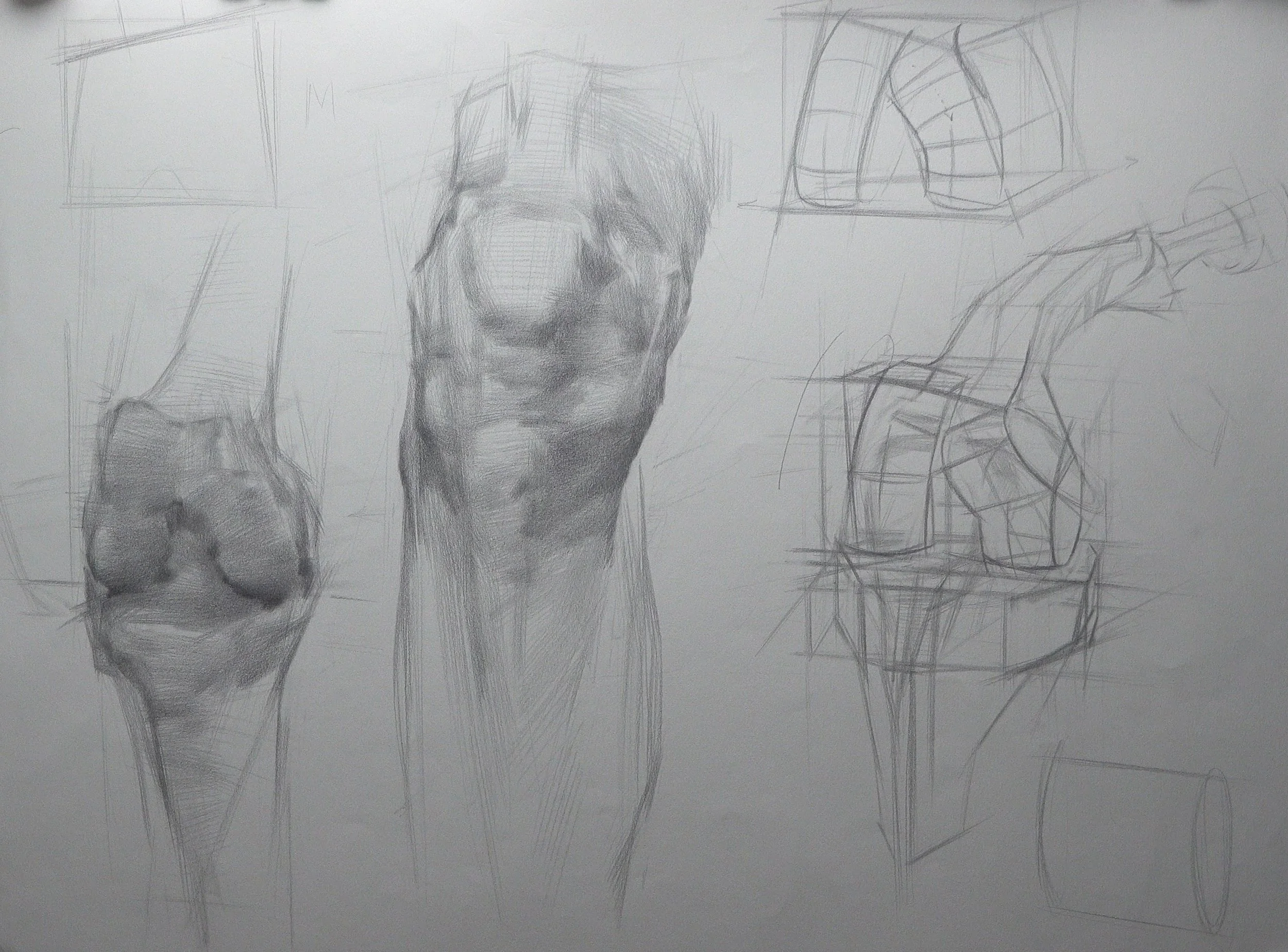 Knee Anatomy