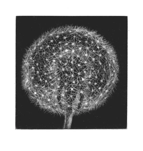 Dandelion II, mezzotint, 5x5"