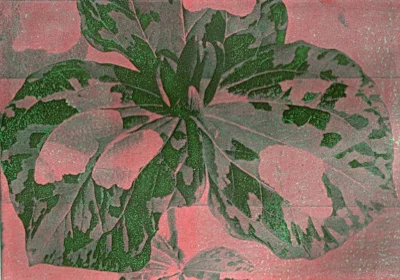 Toad Trillium, solarplate monoprint