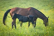 Well-turned-out-bay-horse.jpg