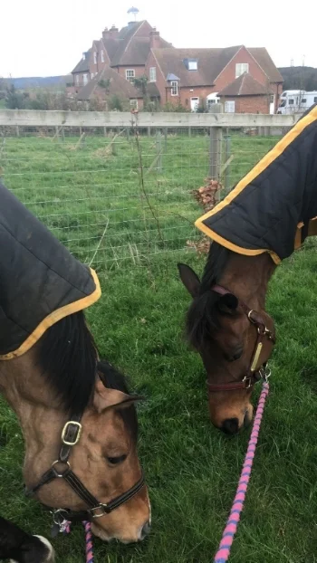 Vinnie and Ari enjoying the green green grass of England. (Photo - Madeline Backus)