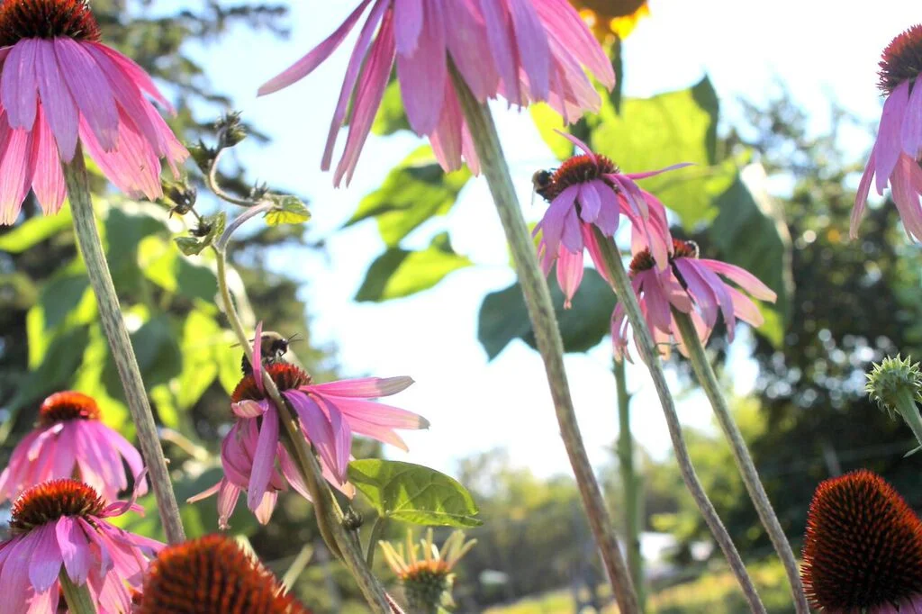 KF garden.jpeg