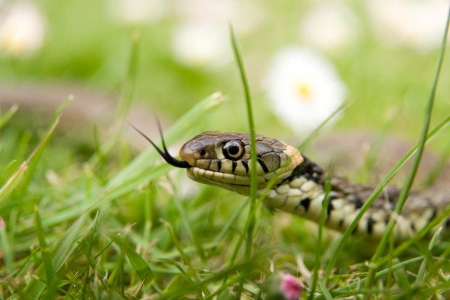 A Snake in the Grass