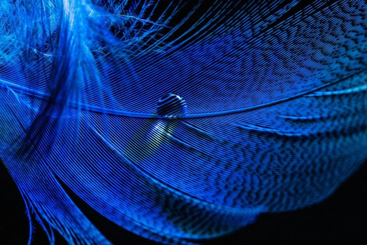 Feather.jpg