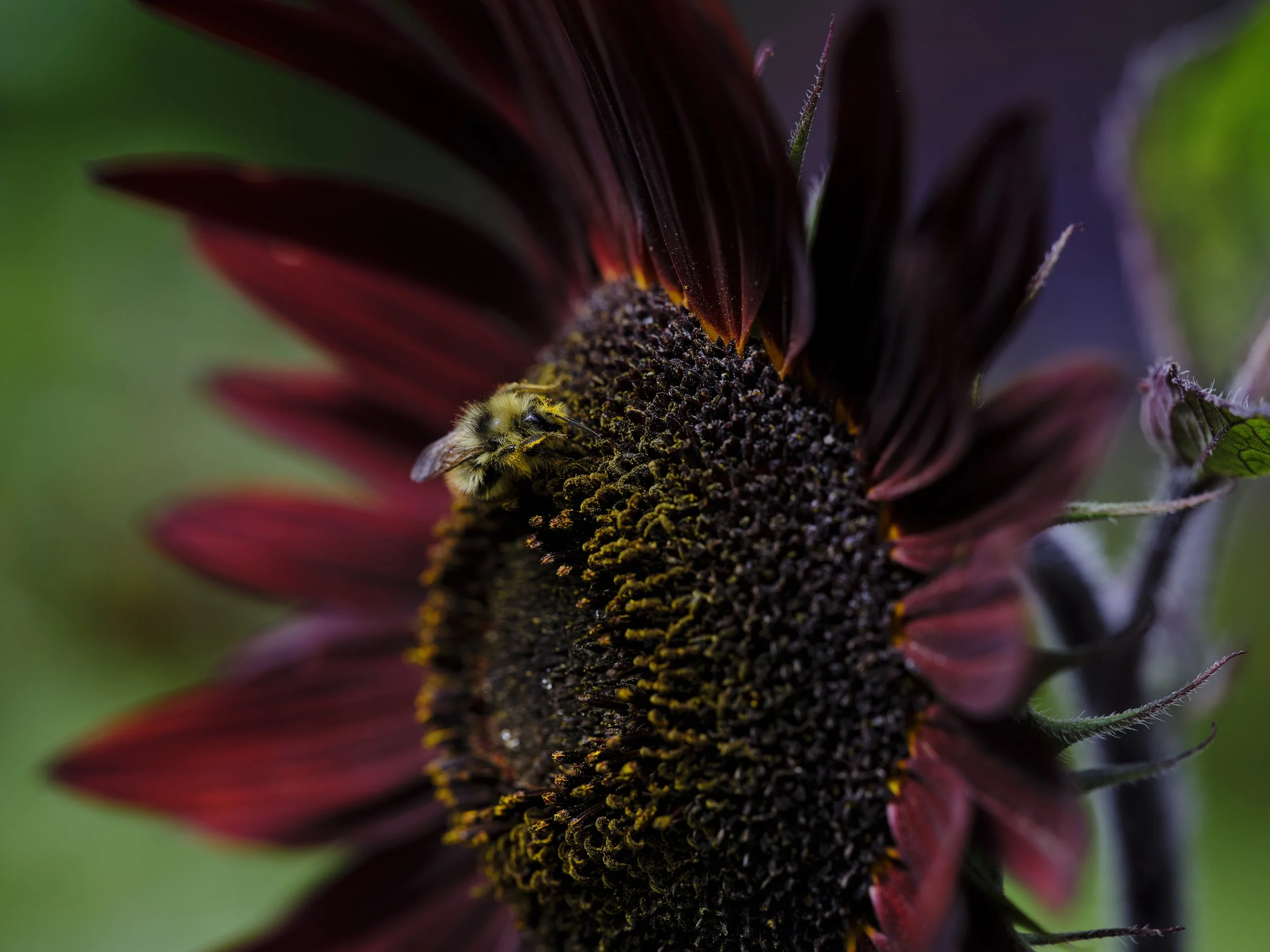 DSCF6267.jpg