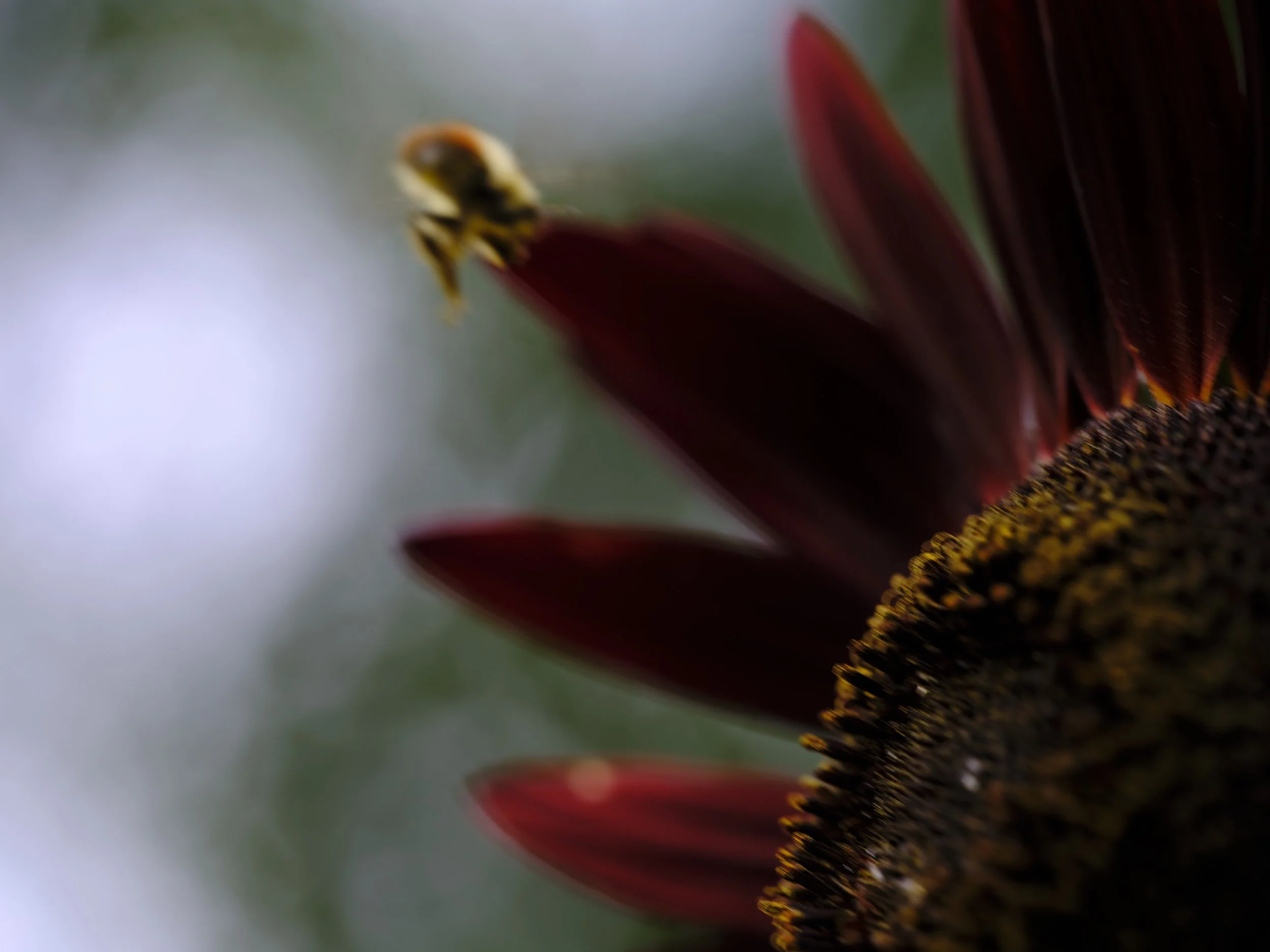 DSCF6268.jpg