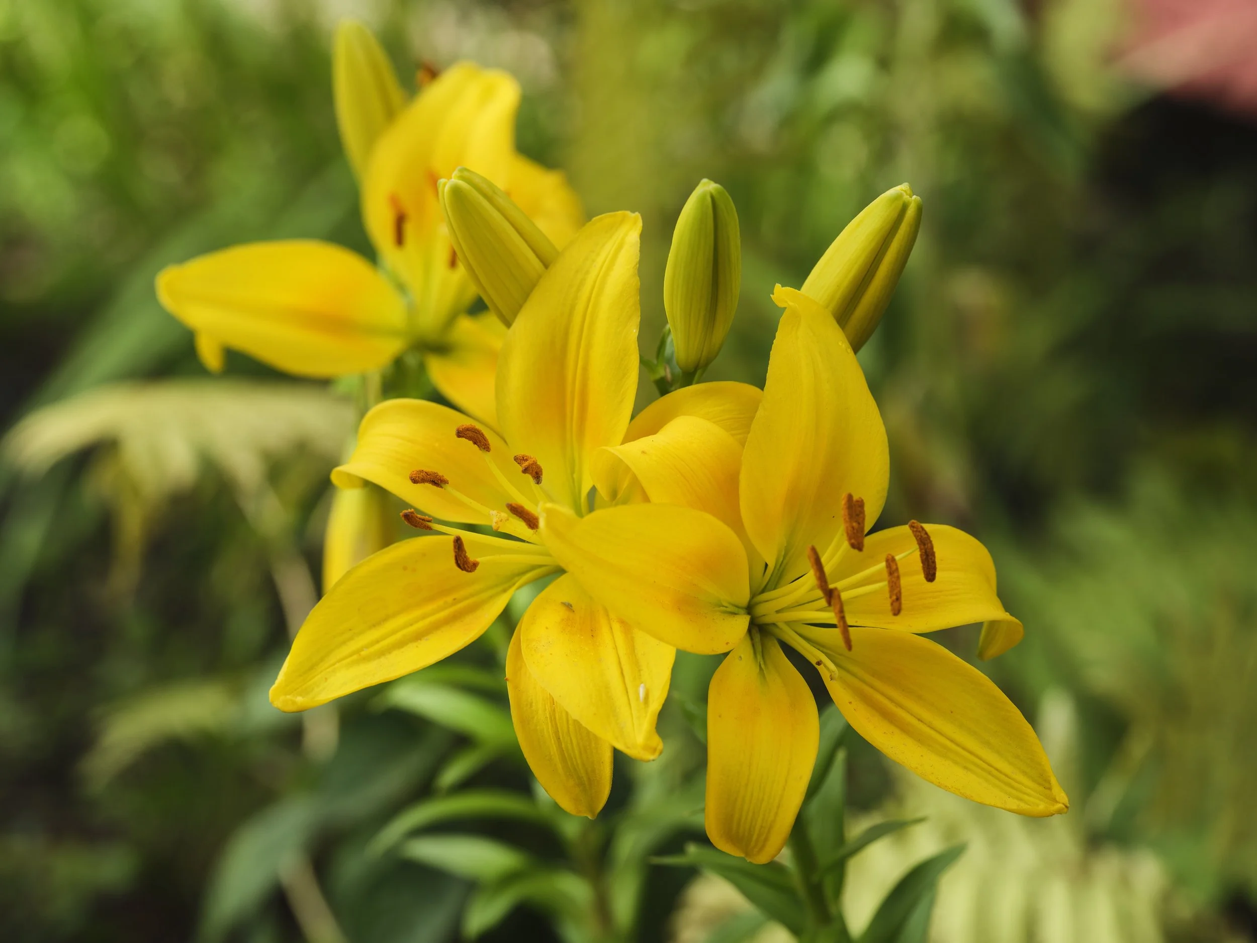 DSCF6315.jpg