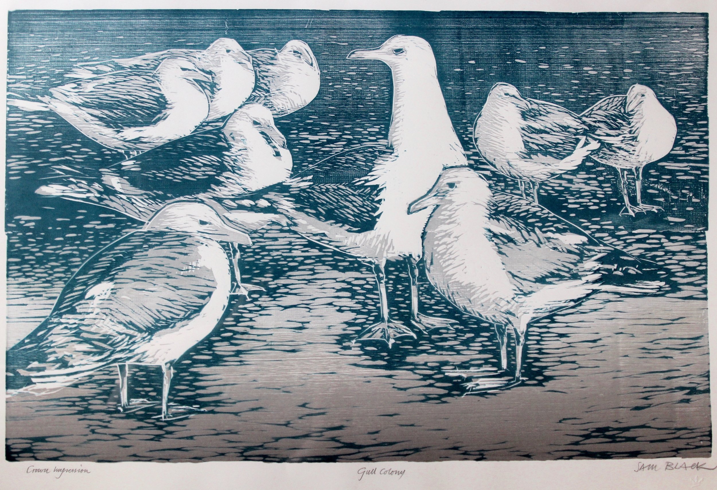 Sam Black, Gull Colony