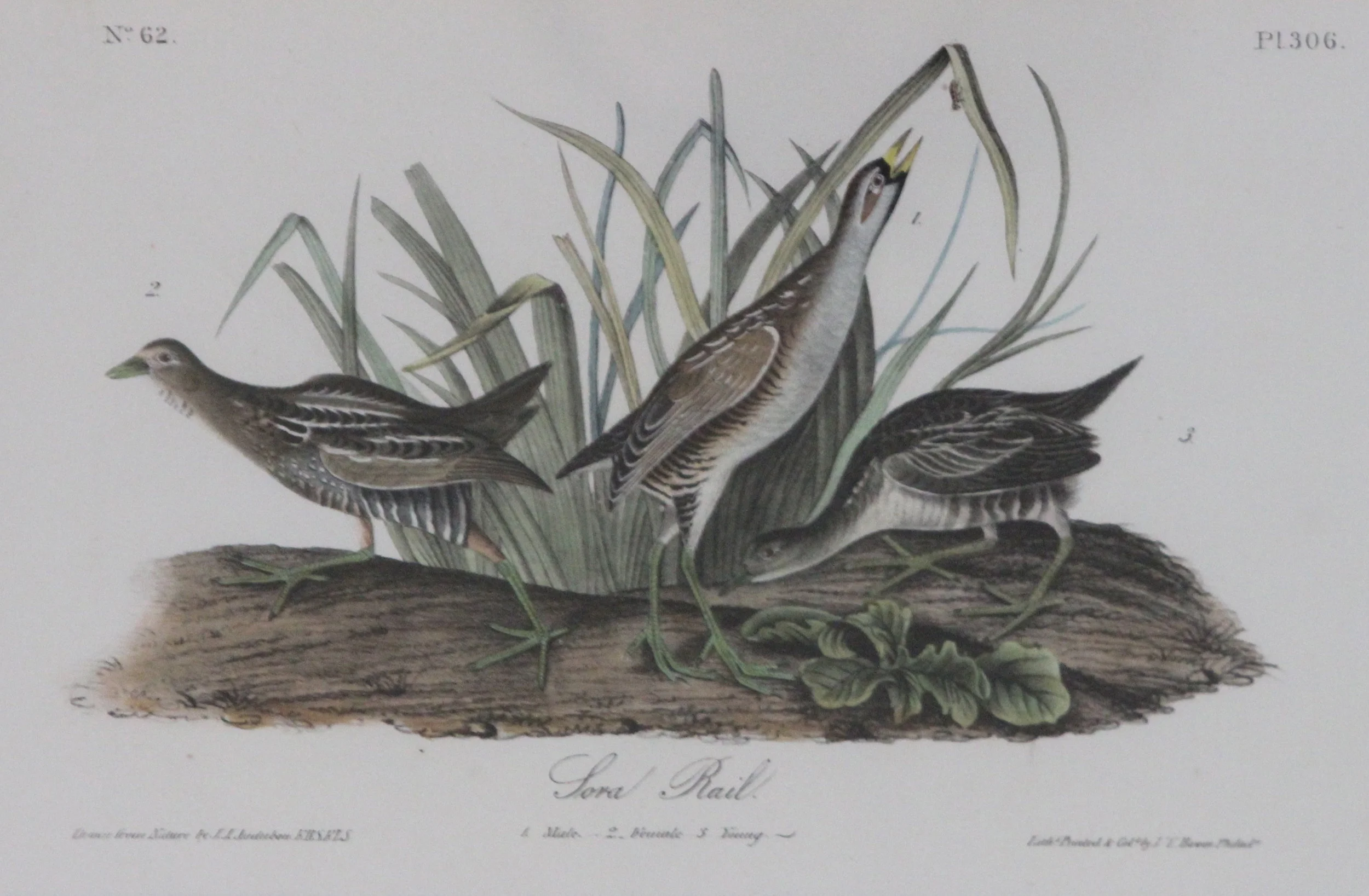 John James Audubon, Sora Rail, No. 62 Pl 306