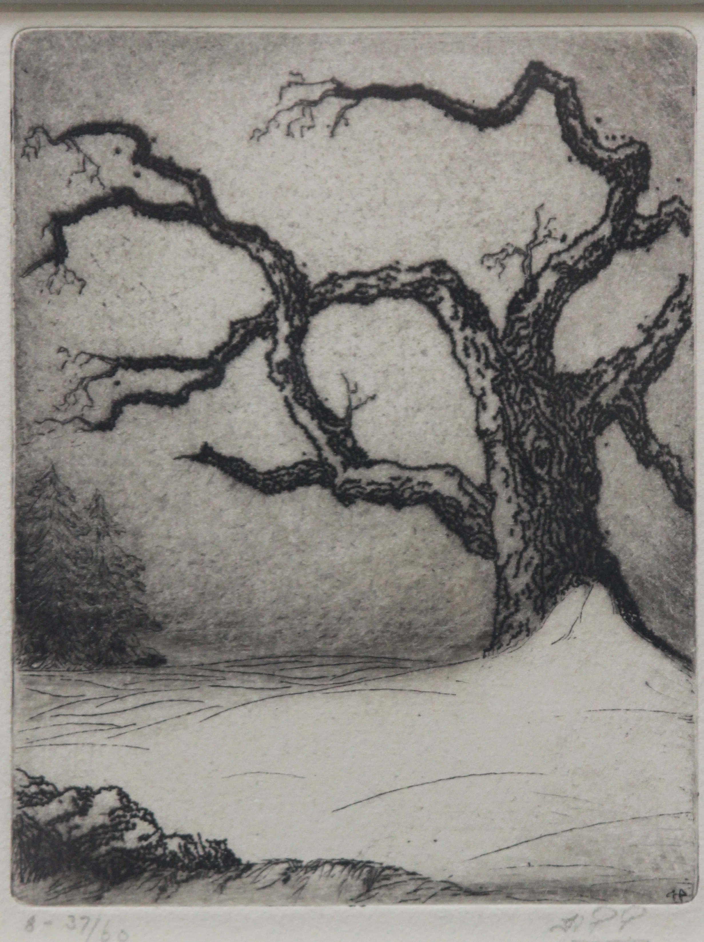 H.P. Porter, Untitled (Tree in Winter)