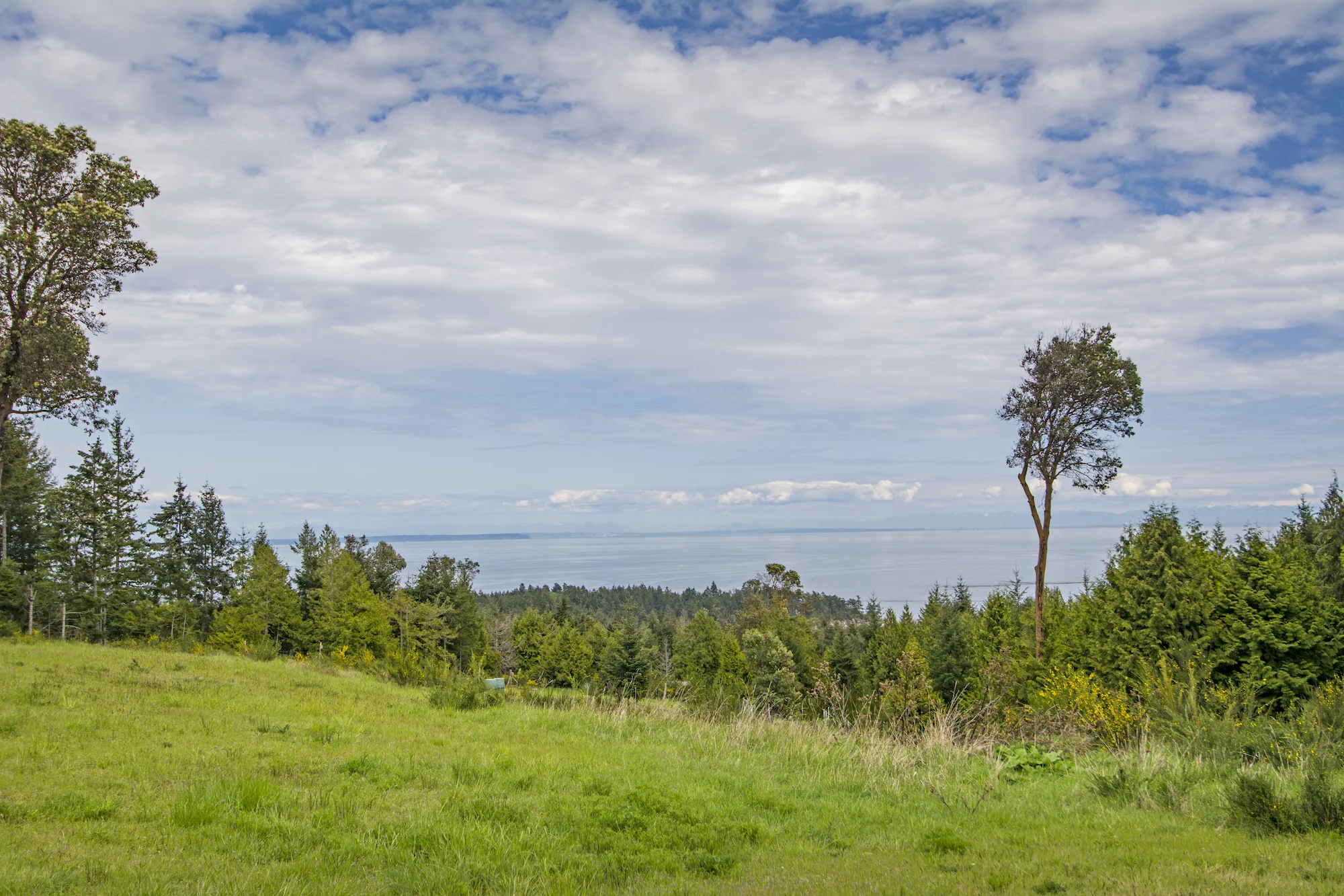 Field and Ocean View.jpeg