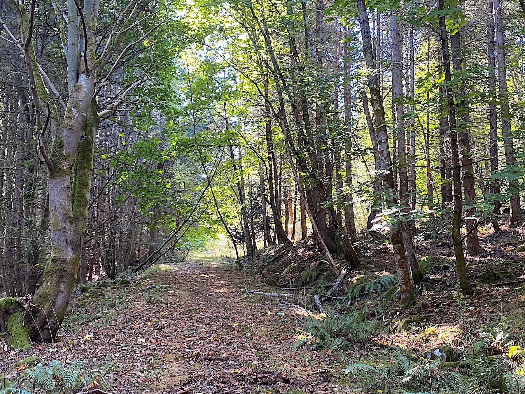 LOT 18 DL 71 - LOGGING ROAD.jpeg