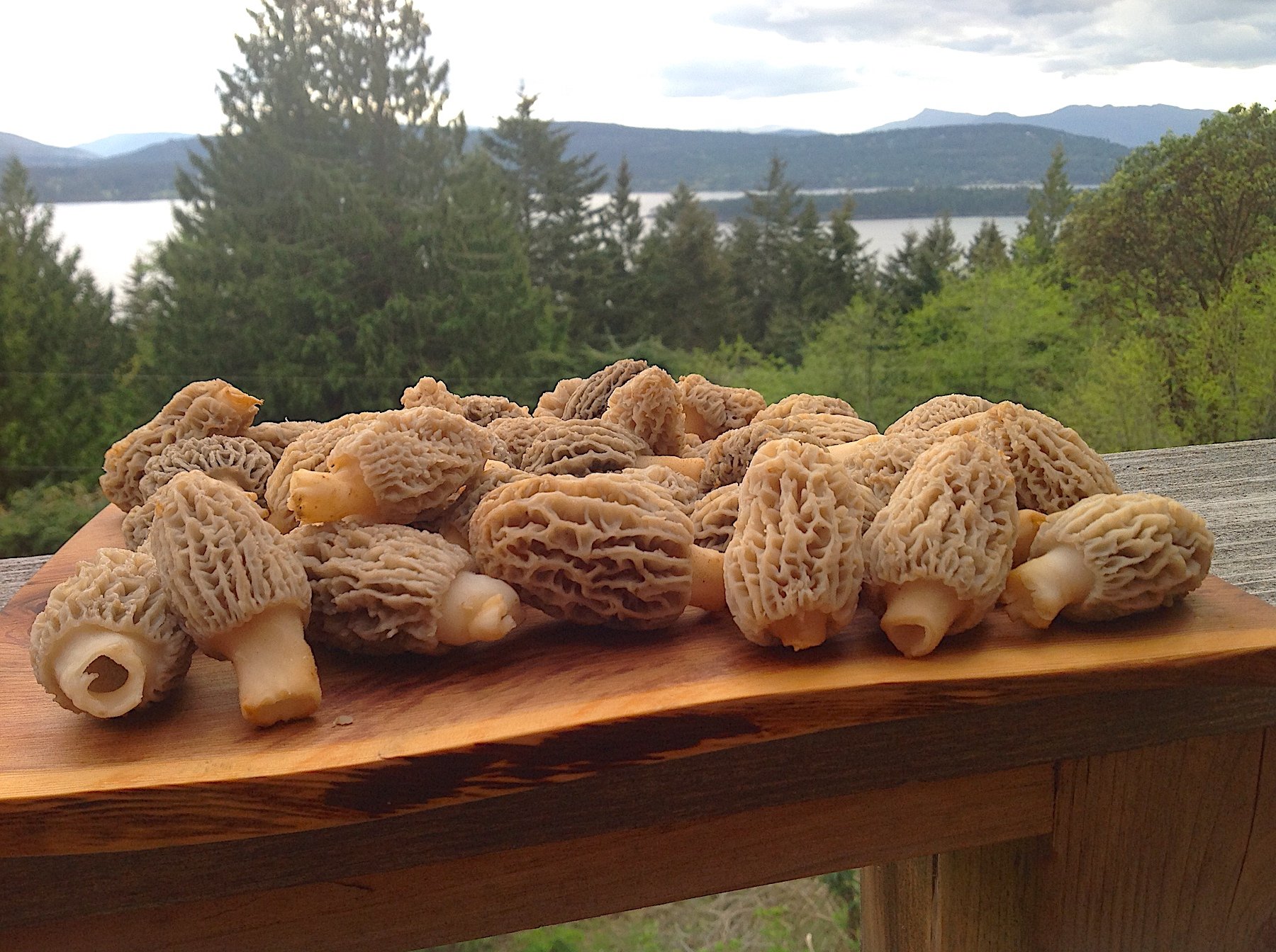 MORELS - 1555 COTTAGE WAY.jpeg