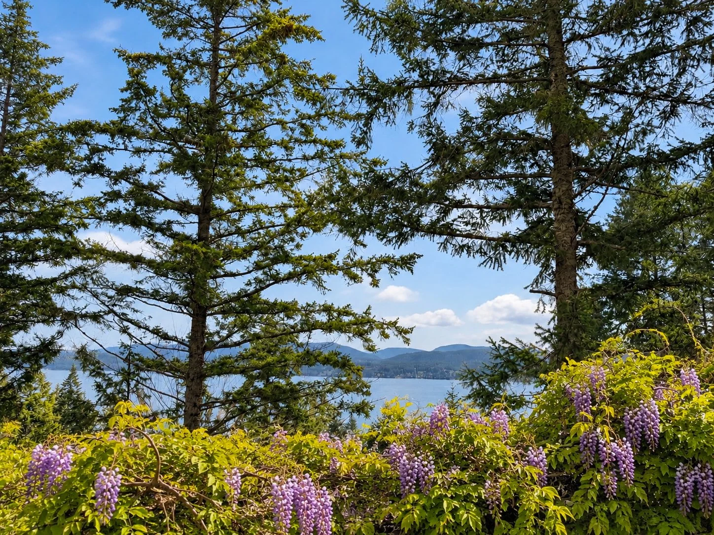 WISTERIA ON DECK.jpg