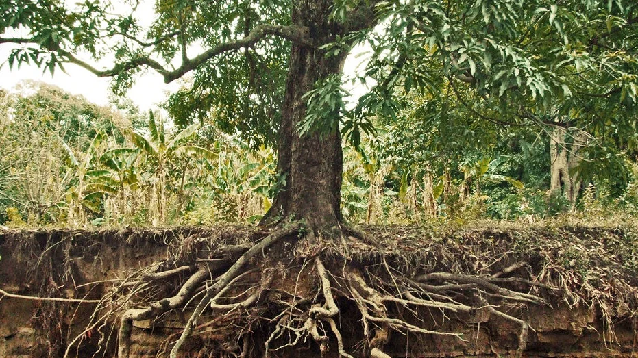 tree-roots.jpg