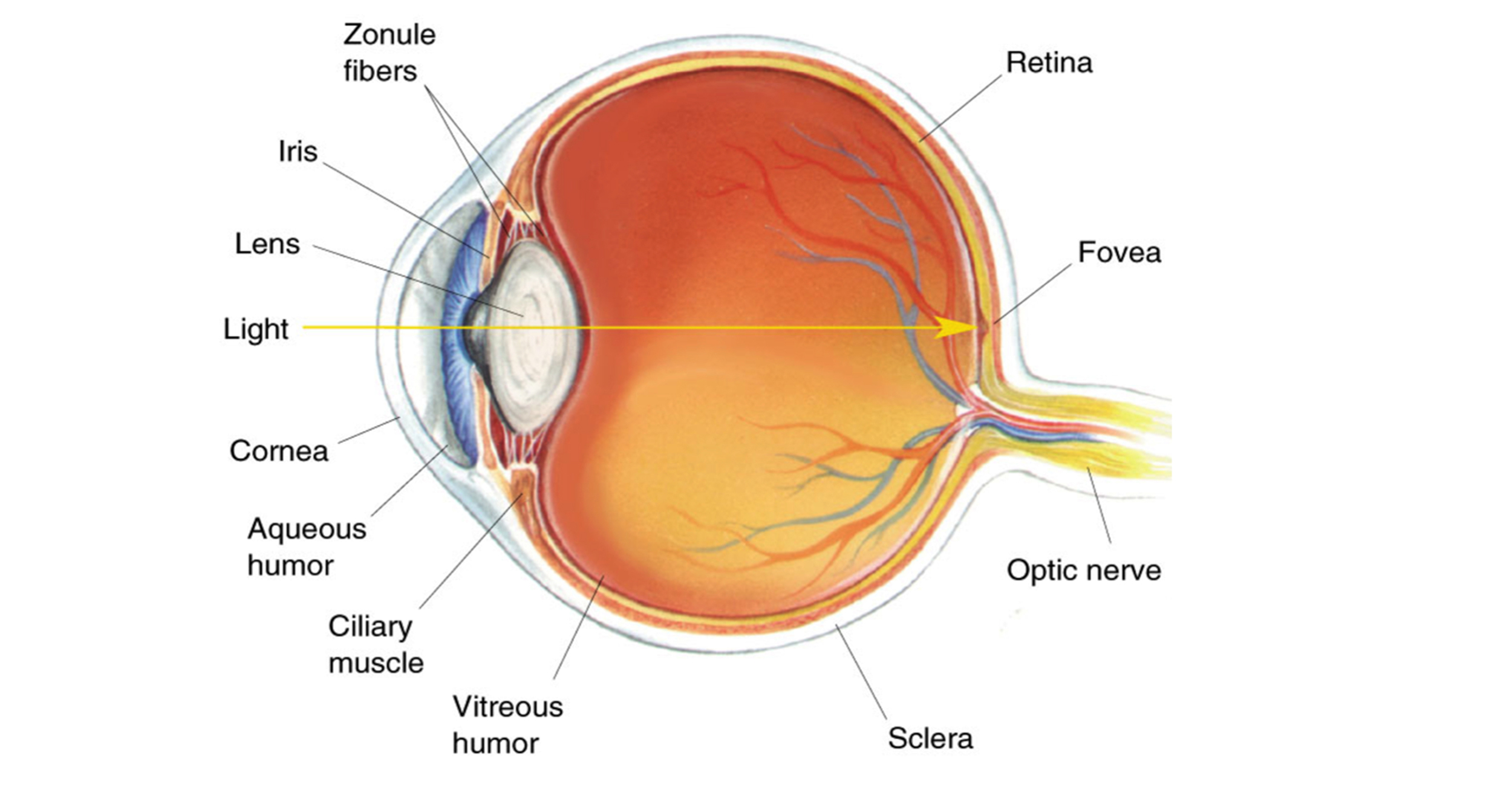  Cataract formation is a natural process that usually comes with age. The lens of the eye becomes progressively cloudy, blocking light from reaching the back of the eye. 