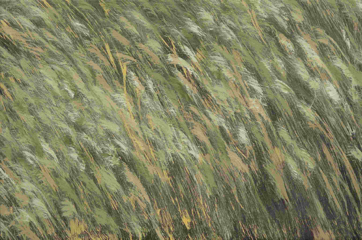 Grasses of Teggau