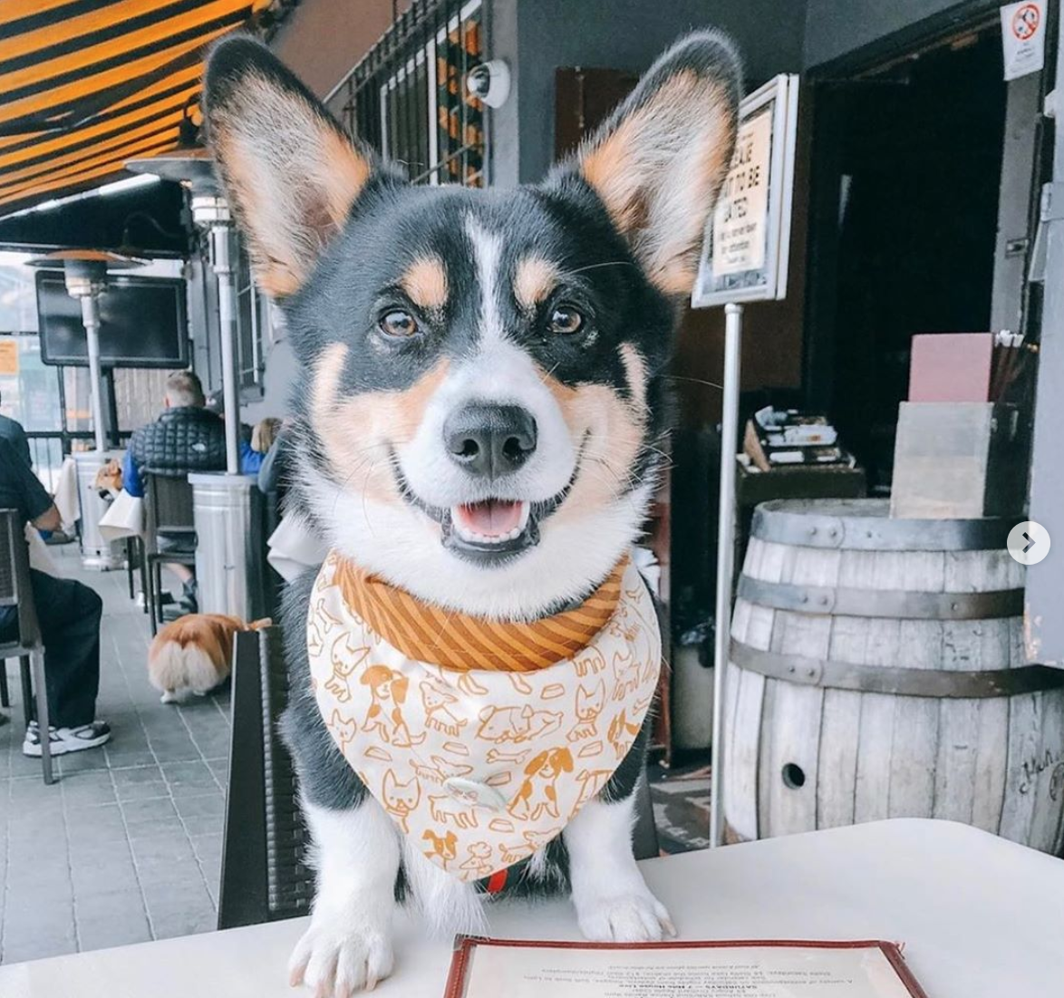 Patio Dining: The New Normal at 7 Mile House