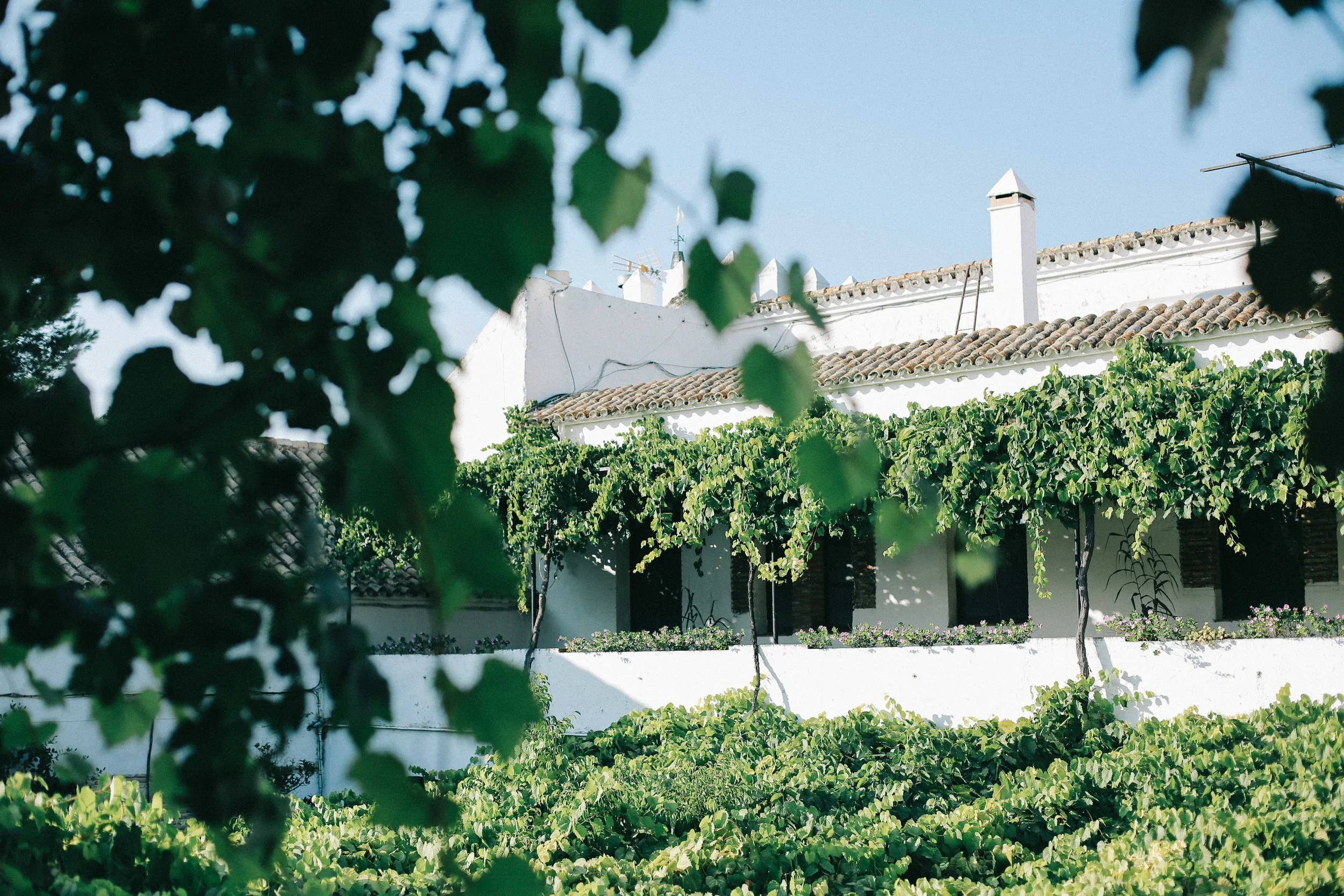 Luscious gardens and shaded courtyards