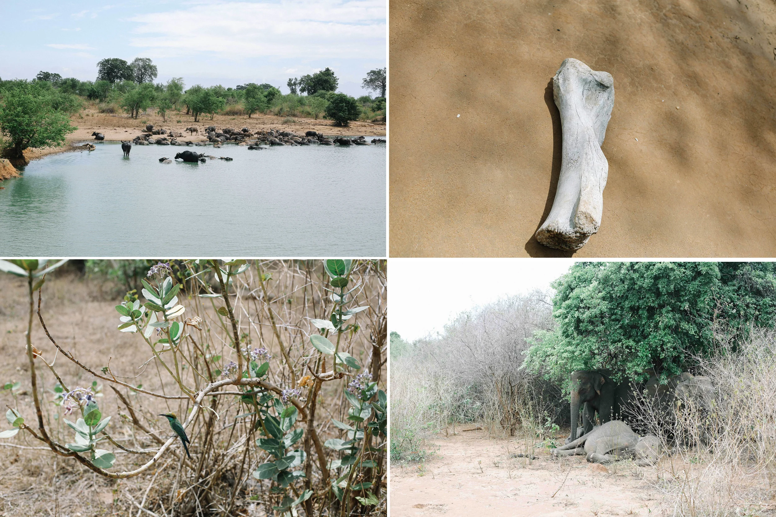 srilanka6.jpg