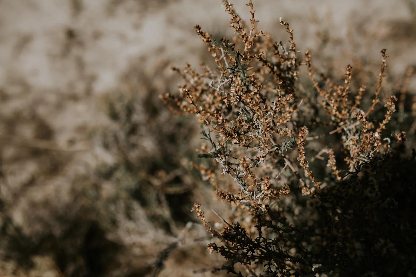 Desert wedding inspiration