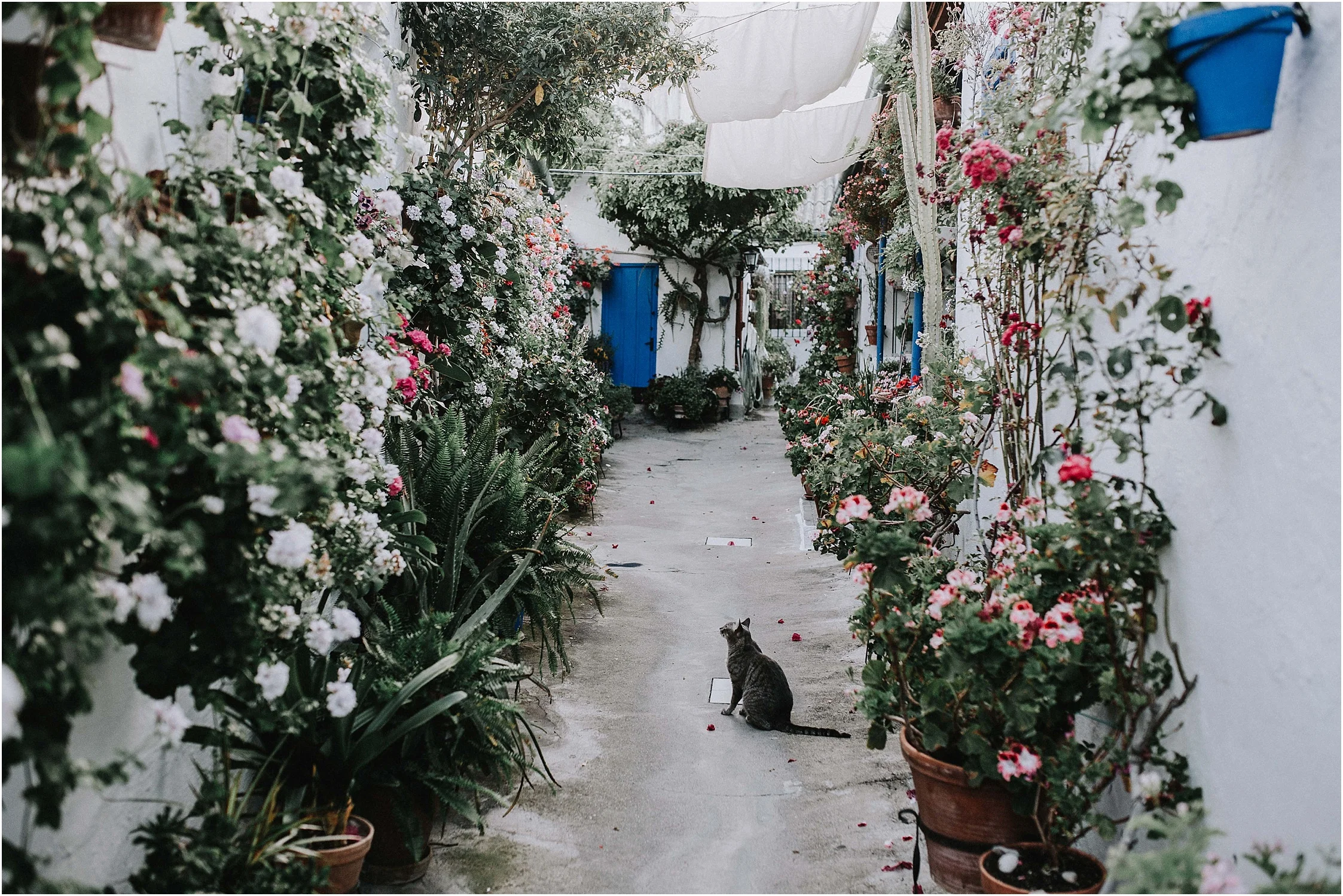 The patios of Cordoba - Wedding inpiration