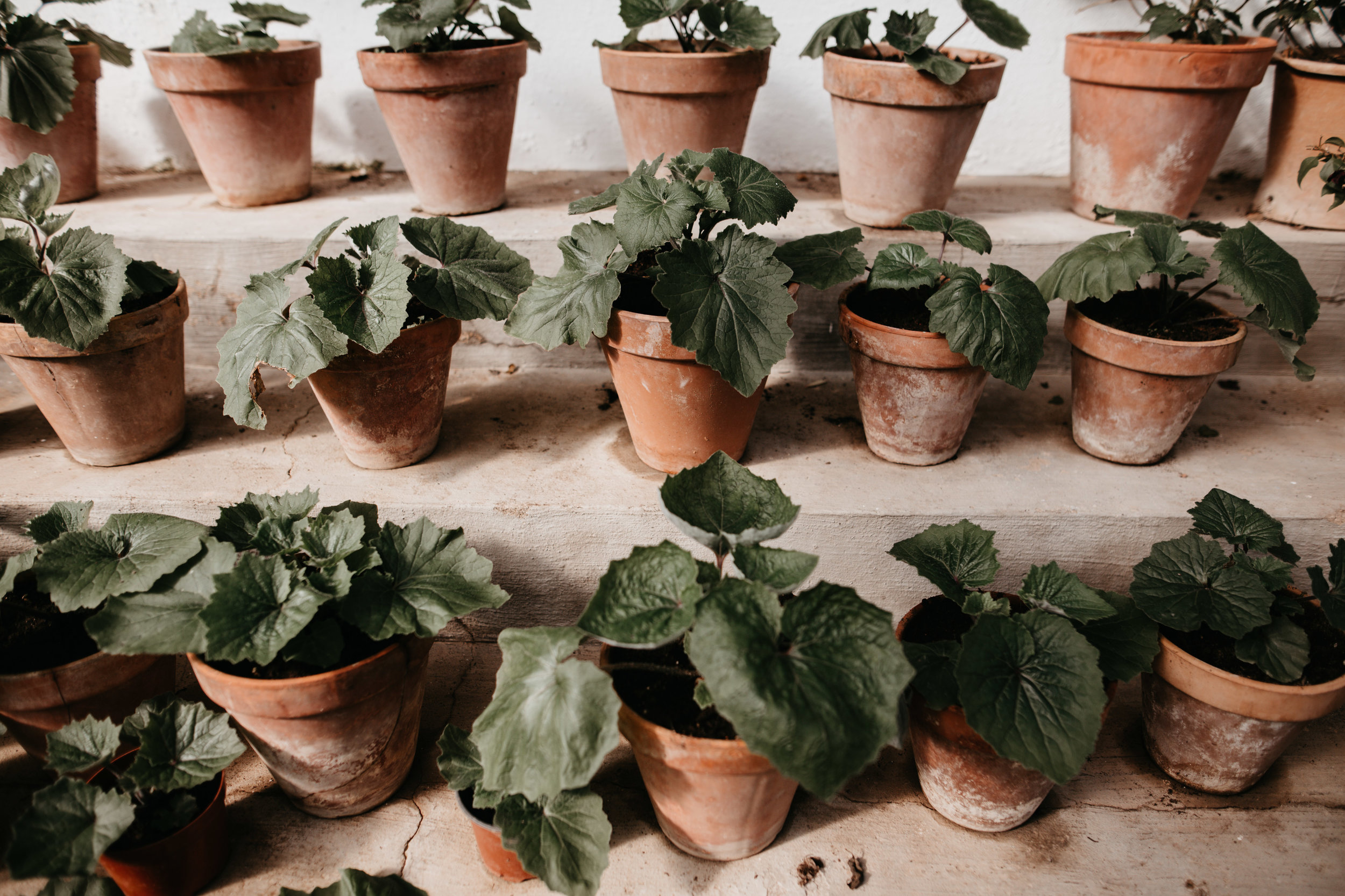potted plants in greenhouse Spain