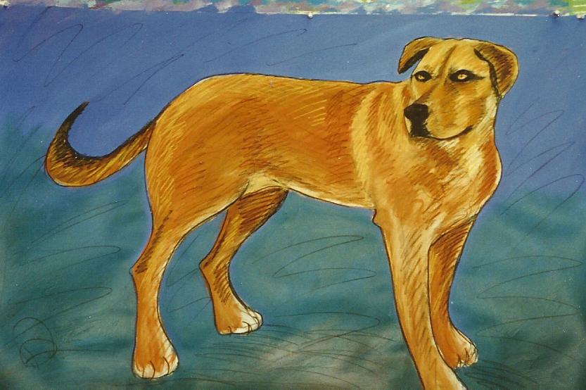 DOG6.jpg