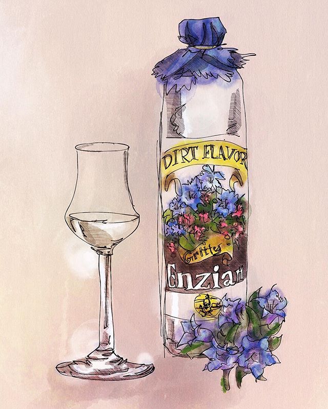 Take heed agent, #gentian #schnapps will certainly have your palate at sixes and sevens. Looking at the label, you might think that you're in for an #alpine floral treat, this is not so. You may recall the #bitter #gentianliqueurs of France, but perhaps after too many coupes of Tattinger, you don't recall them at all. To refresh, rather than the flowers on the bottle or the subdued bitterness of #Suze, #Avèze or #Salers, this schnapps is dirt, distilled. Each sip has the flavor of a long day of getting slide tackled, a tuff of the pitch in your mouth after each fall.
Like many schnapps, this isn't a #geist, or as the French say, eau di vie, rather it's a neutral spirit distilled with the ancient monsterous root of one of the 400 types of gentian plants. These roots are dried before distillation, yet from the ground, they appear as alien to us as the antagonist of an H G Wells novel. A shame he was never knighted. These roots will be distilled well above 40% alcohol by volume. The result is the full expression of #gentiopicrin- one of the most bitter chemicals known. Some use it as medicine, but I find it helps with trapped wind.
For your purposes, this is the beverage of an outdoorsman, and mountaineer. Perhaps you have tried it before with your distant relations, who ware they, the #Oberhausers? It is also an excellent accompaniment to the sweeter German style lagers in a "molle mit korn," or as the yanks say- a #boilermaker. Should you find yourself with too much time to kill on a stake out, this will serve as a hearty, grounding, companion.