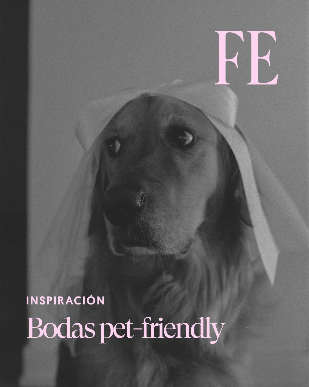 &iquest;Qui&eacute;nes aqu&iacute; son fans de los animalitos en las bodas? Aqu&iacute; les dejamos un poco de furspiration para llenarse de ternura este domingo. 🐩🩷🐈

&iquest;Llevar&iacute;as a tu mascota a tu boda? #fridaenamorada